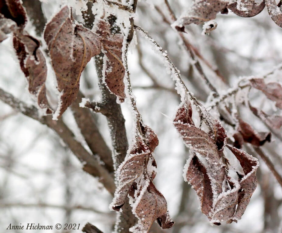 A Surprising Conversation ~ Annie Hickman